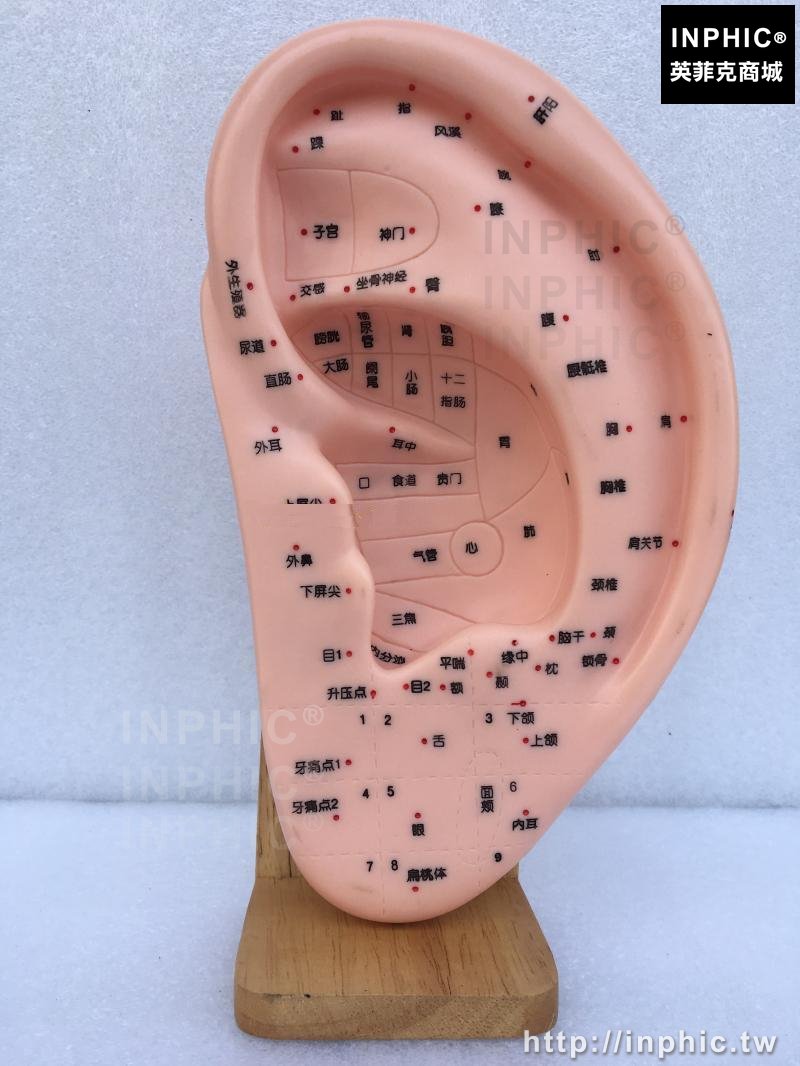 INPHIC-耳針灸模型特大耳針模型耳穴模型耳朵穴位模型醫學模型醫療