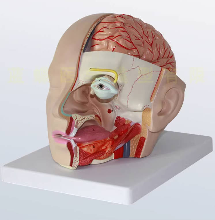 INCHIC-頭部解剖模型 頭解剖附腦模型4零件 人體頭部附大腦動脈模型-INFH098104A