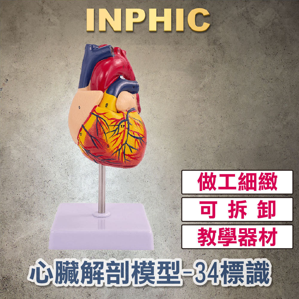 INPHIC-英菲克-醫學模型1:1人體心臟解剖模型 彩色醫學模型 心臟模型 拆解醫學自然大心臟 醫院教學模型 自然大心臟-有34個標識款-INFH045204A