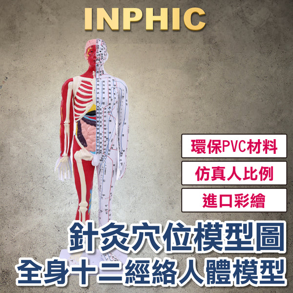 INPHIC-80CM中醫針灸人形銅人穴位模型專業教具全身十二經絡人體解剖