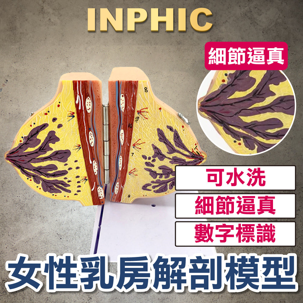 INPHIC-哺乳期女性乳房解剖模型 靜止期胸部結構模具 乳房病變病理剖面 醫學教具-INFH044104A