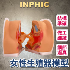 INPHIC-1:1女性生殖器模型 子宮頸外陰道卵巢 婦科檢查避孕教學訓練 醫療模型-INFH097104A