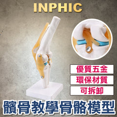 INPHIC-人體膝關節功能模型 半月板交叉韌帶活動膝蓋骨 髕骨教學骨骼模型 解剖醫學解剖模型 人體足部骨架附韌帶模型-INKR173197A