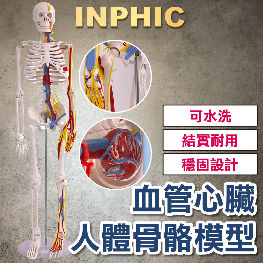 INPHIC-85CM 人體骨骼 帶心臟與血管骨架 醫學教具模型 成人全身骨架 肌肉韌帶脊椎可彎曲-INFH103104A