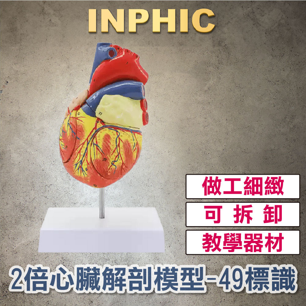 INPHIC-英菲克-醫學模型1:1人體心臟解剖模型 彩色醫學模型 心臟模型 拆解醫學自然大心臟 醫院教學模型 2倍放大心臟-有49個標識-INFH045304A