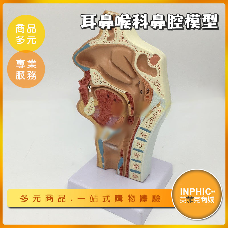 INPHIC-耳鼻喉科鼻腔模型/人體鼻腔解剖模型-NFH028104A