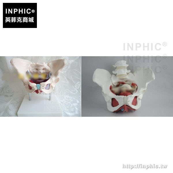 INPHIC-教學模型婦產助產示教模型醫療實驗道具女性分娩過程演示模型醫學模型女性骨盆底肌