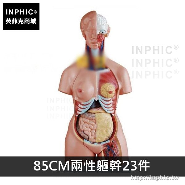 INPHIC-男性女性軀幹模型醫學模型醫療道具人體內臟教學模型胸腹部器官結構造軀幹模型-85CM兩性軀幹23件