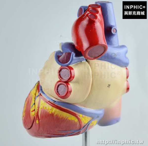 INPHIC-2倍大彩色心臟模型醫療實驗道具心臟教學模型人體心臟解剖模型醫學模型