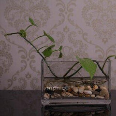 INPHIC-辦公桌綠色植物水培花瓶 玻璃長方形魚缸 透明玻璃花瓶 特色魚缸