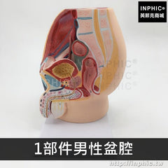 INPHIC-醫學模型女性盆腔正中矢狀男性矢狀解剖模型男性生殖器解剖醫療實驗道具切面模型-1部件男性盆腔