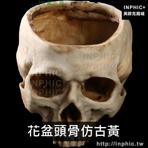 INPHIC-醫學教具模擬1:1人頭骨模型醫學頭骨模型醫療實驗道具美術臨摹醫學模型樹脂骷髏頭-花盆頭骨仿古黃