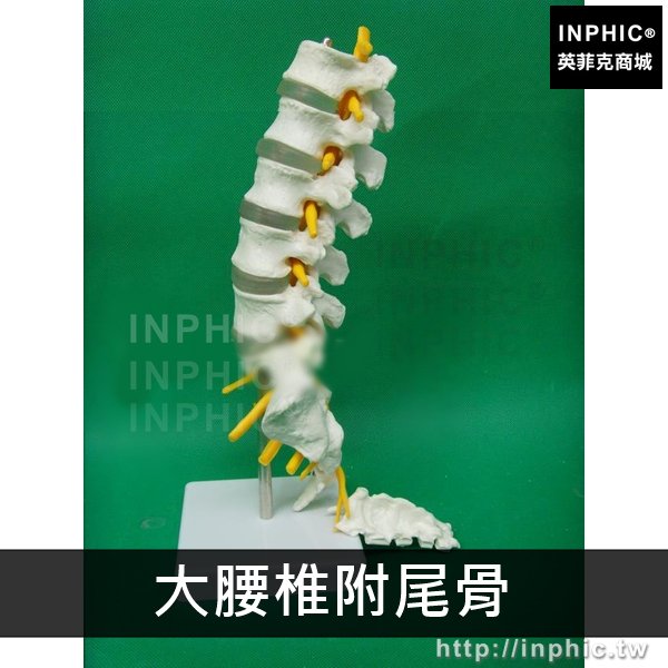 INPHIC-骨頭骨架人體脊柱模具關節模具脊椎骨腰椎間盤醫學模型腰椎模型醫療實驗道具腰椎結構-大腰椎附尾骨