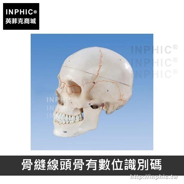 INPHIC-醫學模型人頭骨模型醫學模擬骷髏一比一教學模型頭顱骨解剖標本醫療實驗道具-縫線頭骨有標識