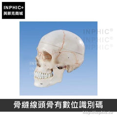 INPHIC-醫學模型人頭骨模型醫學模擬骷髏一比一教學模型頭顱骨解剖標本醫療實驗道具-縫線頭骨有標識