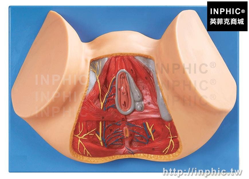 INPHIC-醫療實驗道具女性生殖器官解剖模型女性會陰模型醫學模型會陰解剖模型婦科解剖模型