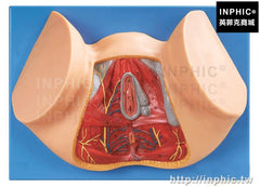 INPHIC-醫療實驗道具女性生殖器官解剖模型女性會陰模型醫學模型會陰解剖模型婦科解剖模型