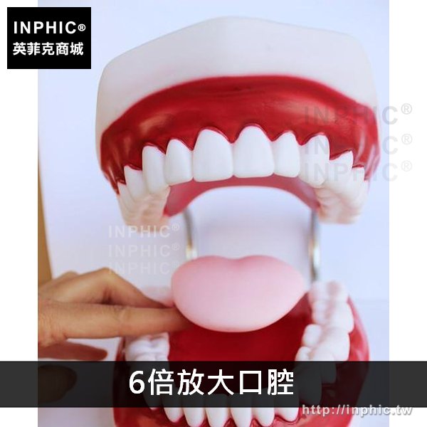 INPHIC-牙齒牙醫牙科演示構造牙齒模型口腔保健醫學模型刷牙教學-6倍放大口腔