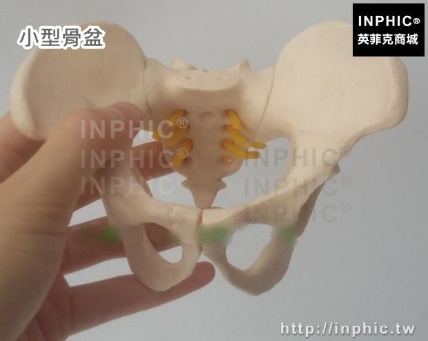 INPHIC-醫療實驗道具醫學模型成人五節腰椎有尾椎模型腰椎脊椎神經教學-