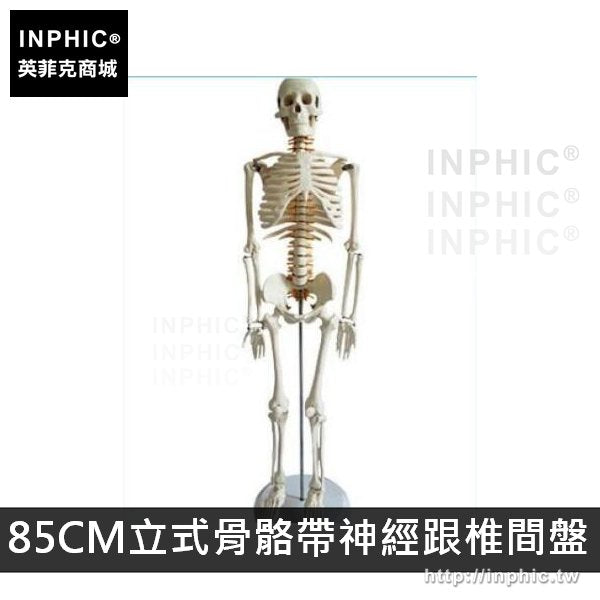 INPHIC-人體骨骼模型可活動教學模型醫學模型美術醫療實驗道具有支架骷髏骨架-85CM立式骨骼帶神經跟椎間盤