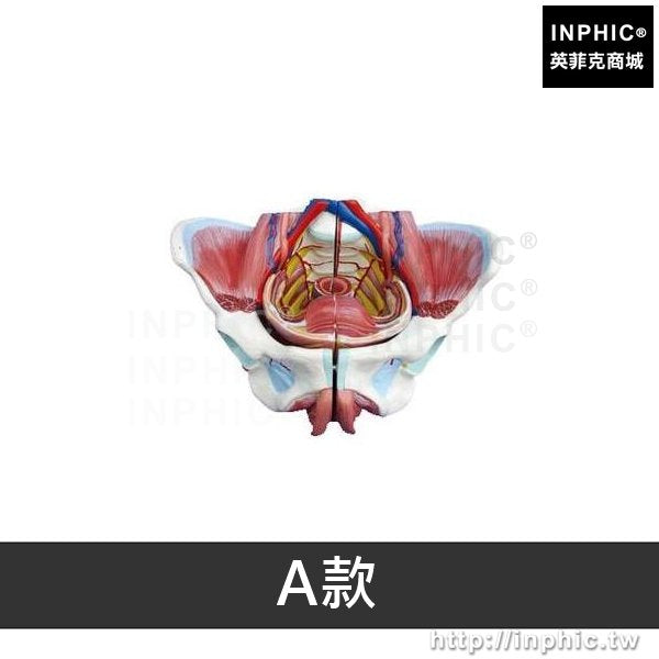 INPHIC-附盆底肌和神經模型醫學模型有腰椎盆骨解剖女性骨盆骨盆生殖器模型醫療實驗道具-A款