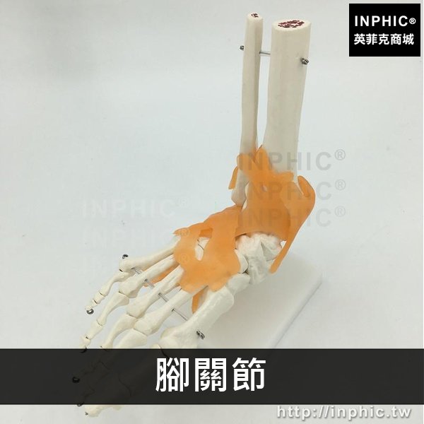 INPHIC-醫學模型附韌帶模型手關節肘關節髖關節肩關節腳關節醫療實驗道具膝關節人體六大功能關節模型-腳關節