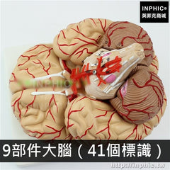 INPHIC-醫療實驗道具教學用模型大腦模型人體腦解剖模型醫學腦血管模型-9部件大腦（41個標識）