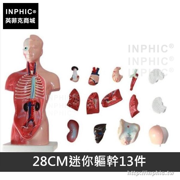 INPHIC-男性女性軀幹解剖模型教學模型人體內臟解剖醫學模型胸腹部器官結構造軀幹模型-28CM迷你軀幹13件