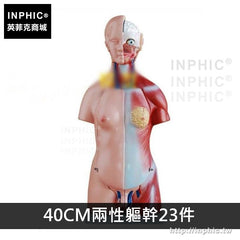 INPHIC-教學模型軀幹模型男性女性軀幹解剖模型醫學模型胸腹部器官結構造醫療實驗道具-40CM兩性軀幹23件