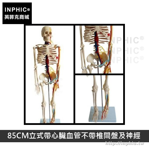 INPHIC-人體骨骼模型可活動醫學模型醫療道具有支架骷髏骨架教學模型-85CM立式帶心臟血管不帶椎間盤及神經