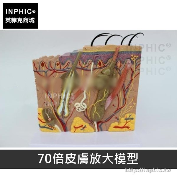 INPHIC-皮膚結構解剖立體皮膚模型52倍放大皮膚標本醫學模型教學模型美容整形醫療道具-70倍皮膚放大模型