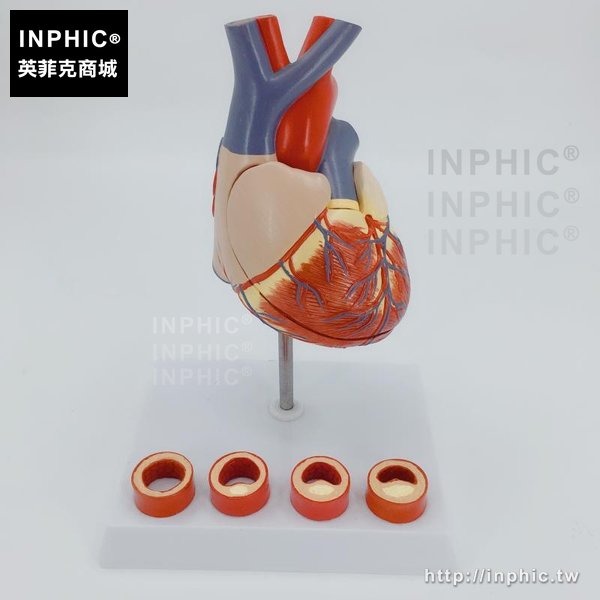 INPHIC-醫學模型1:1人體心臟解剖模型醫療實驗道具心臟教學教學模型B超彩超