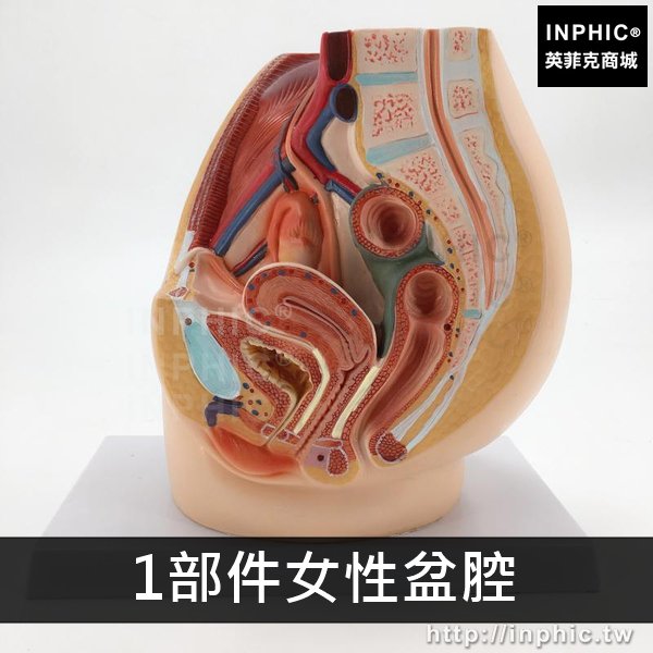 INPHIC-女性盆腔正中矢狀男性生殖器解剖男性矢狀醫療實驗道具切面模型醫學模型解剖模型-1部件女性盆腔