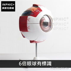 INPHIC-醫療實驗道具人體眼球解剖模型教學模型眼睛解剖學教學模型眼模型眼科醫學模型-6倍眼球有標識