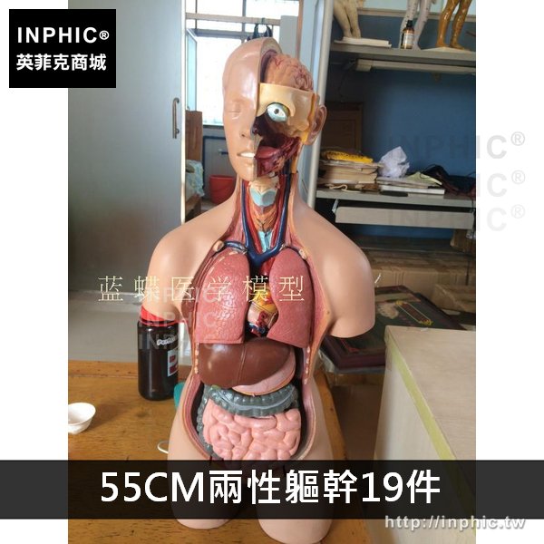 INPHIC-教學模型軀幹模型醫療實驗道具男性女性軀幹解剖模型醫學模型胸腹部器官結構造-55CM兩性軀幹19件