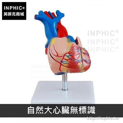 INPHIC-1:1人體心臟解剖模型心臟教學醫學模型B超彩超教學模型醫療實驗道具-自然大心臟無標識