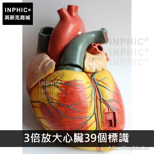 INPHIC-B超彩超心臟教學醫學模型1:1人體心臟解剖模型教學模型醫療實驗道具-3倍放大心臟39個標識