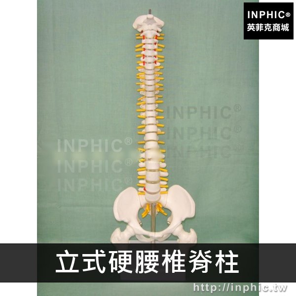 INPHIC-脊柱模型中型脊椎有骨盆及股骨模型醫學模型醫療實驗道具脊椎模型人體骨骼模型立式-立式硬腰椎脊柱