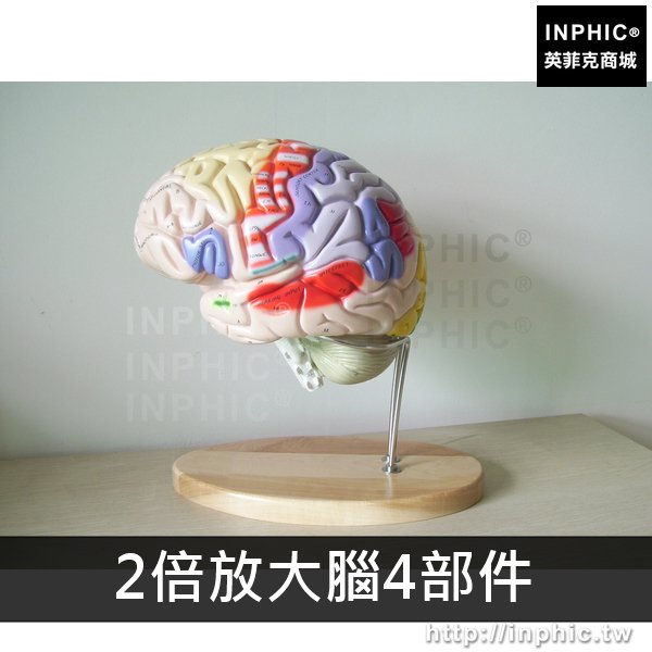 INPHIC-腦解剖模型人體醫學教學用模型醫療實驗道具大腦模型腦血管模型-2倍放大腦4部件