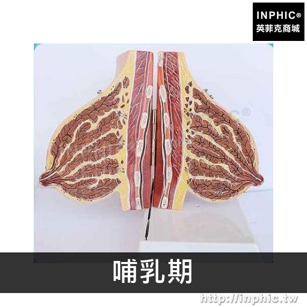 INPHIC-乳房解剖模型催乳師培訓模型醫學模型孕婦乳房解剖模型哺乳期中醫美-哺乳期