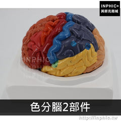 INPHIC-腦解剖模型醫學大腦模型人體腦血管模型教學用模型醫療實驗道具-色分腦2部件