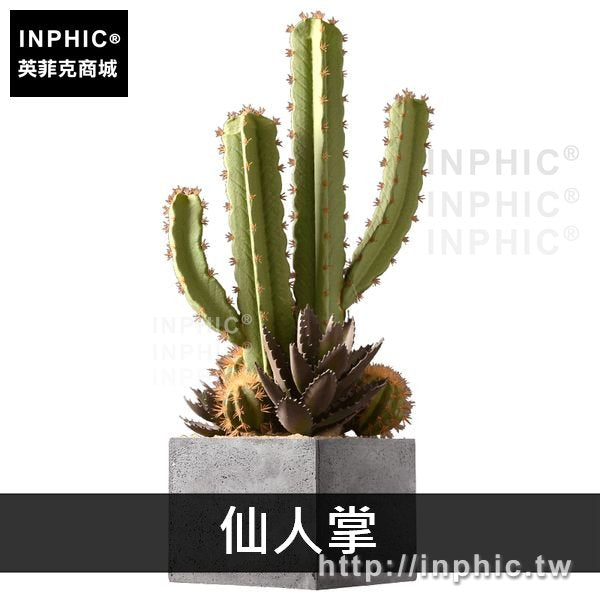 INPHIC-辦公室客廳擺件盆栽裝飾品擺設模擬落地仙人掌北歐-仙人掌