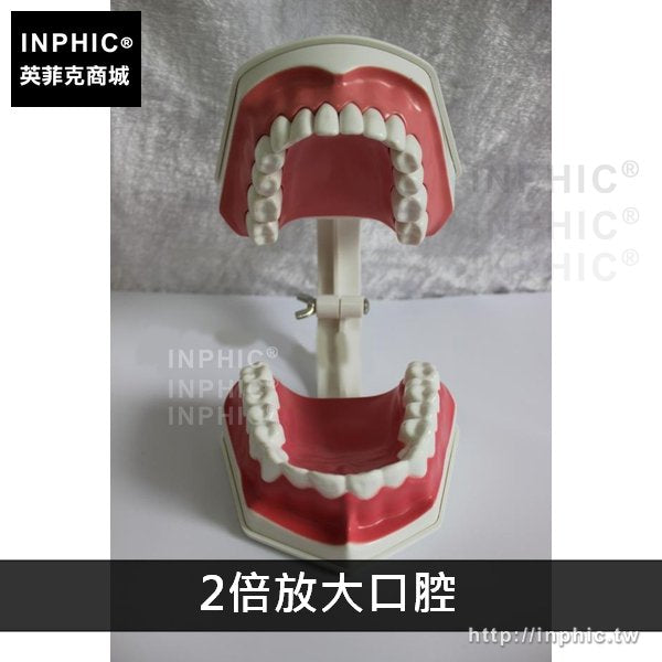 INPHIC-牙齒模型口腔保健刷牙教學醫學模型牙科演示構造牙齒牙醫-2倍放大口腔