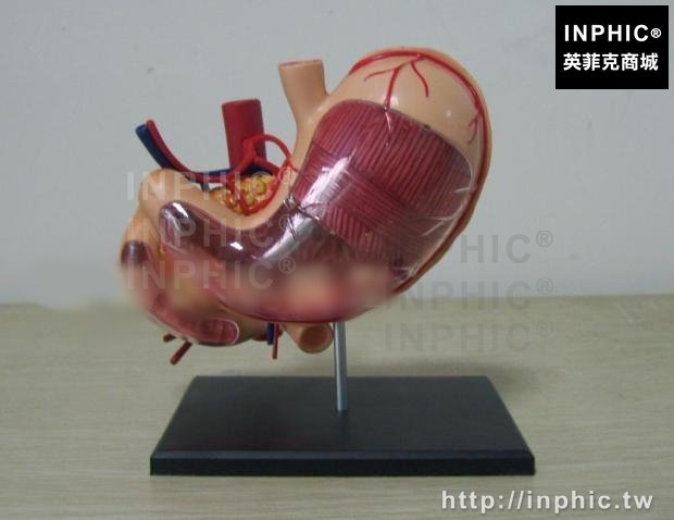 INPHIC-拼裝胃模型胃結構益智玩具醫療實驗道具胃解剖模型人體器官模型胃拼裝模型醫學模型