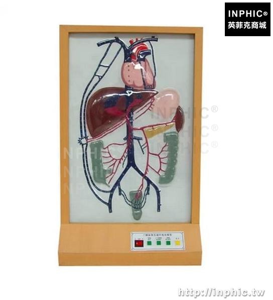 INPHIC-醫學模型電動門靜脈側支迴圈模型醫療實驗道具演示正常回流及受阻後側支迴圈