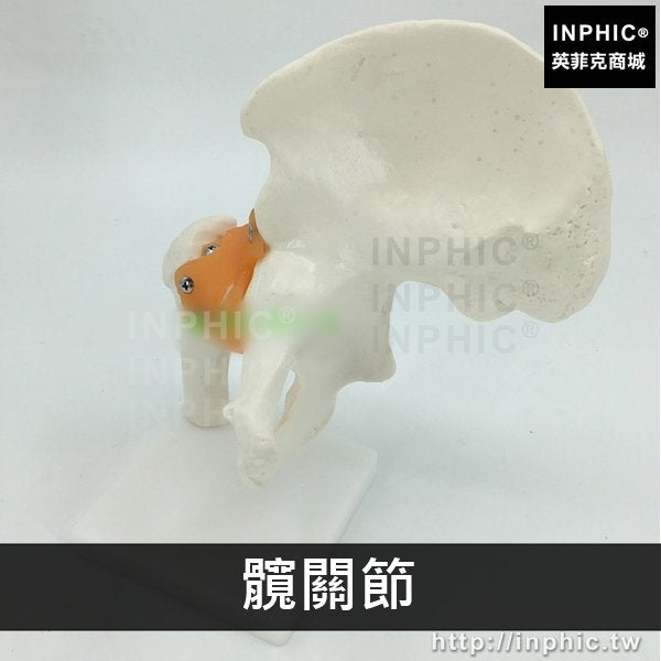 INPHIC-腳關節手關節附韌帶模型醫療實驗道具醫學模型人體六大功能關節模型膝關節髖關節肘關節肩關節-髖關節