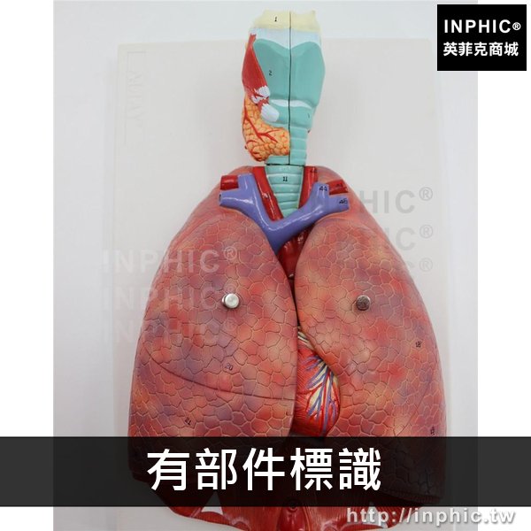 INPHIC-人體喉心肺模型醫學模型呼吸系統模型醫療實驗道具人體心臟喉嚨肺解剖模型-有部件標識