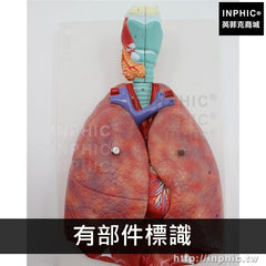 INPHIC-人體喉心肺模型醫學模型呼吸系統模型醫療實驗道具人體心臟喉嚨肺解剖模型-有部件標識