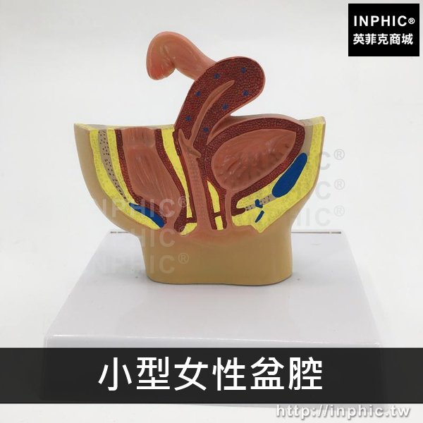 INPHIC-男性盆腔模型男性盆腔睪丸醫療實驗道具前列腺模型泌尿系統模型醫學模型桌上型盆腔-小型女性盆腔