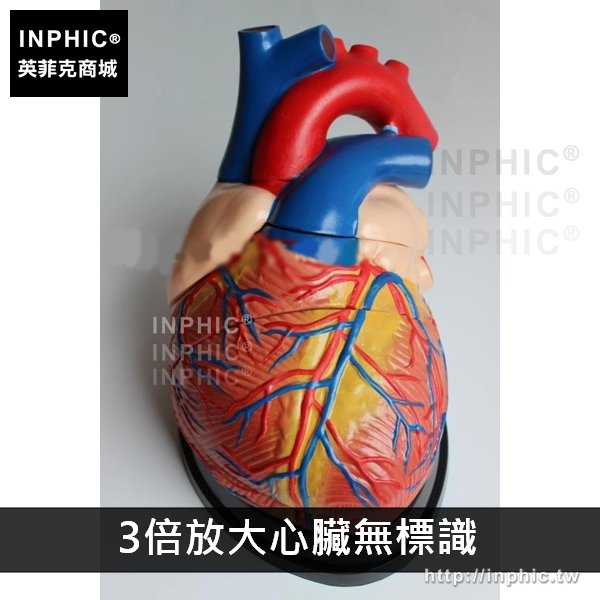 INPHIC-教學模型心臟教學醫療實驗道具醫學模型1:1人體心臟解剖模型B超彩超-3倍放大心臟無標識